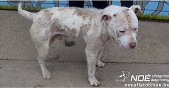 Peet, aus unm&ouml;glichen Umst&auml;nden gerettet