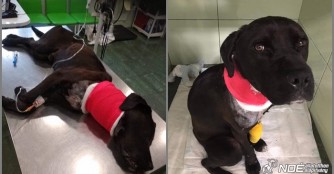 Piccolo ist das Halsband in den Hals gewachsen