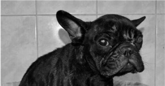 Pite ist gegangen :(