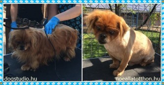 Pityu hat eine Sommerfrisur bekommen