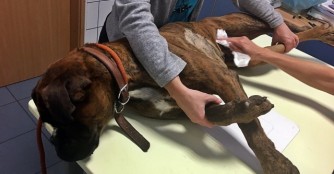 Boxerr&uuml;de Pizza hat ebenfalls Herzw&uuml;rmer :(