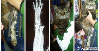 Popey und Macaron, zwei Kater in Not