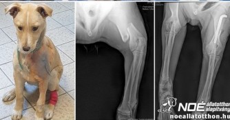 Priscilla wurde an beiden Vorderl&auml;ufen operiert.