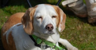 Pufi, mitten im Leben