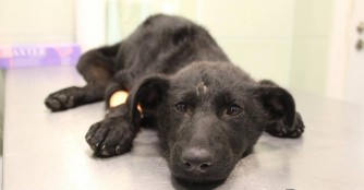 Puzzle wurde vom Auto angefahren