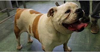 Racsni muss operiert werden!