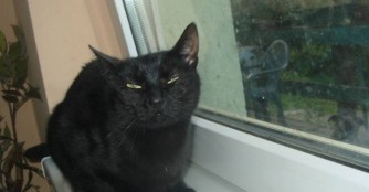 Katze der Woche: Rea