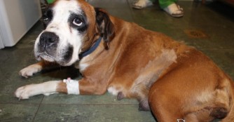 Rege, auf der Flucht verungl&uuml;ckt :(