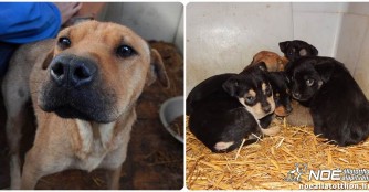 Retek Mama und ihre 5 Babies