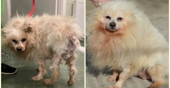 Rizibizi hat ein neues Zuhause gefunden!