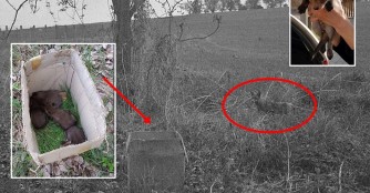 Fuchsfamilie wieder vereint