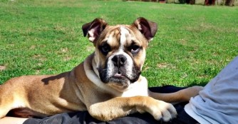 Roller stehen noch gro&szlig;e OPs bevor!