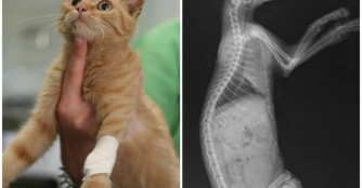 Katerchen Ropi schwebte in Lebensgefahr