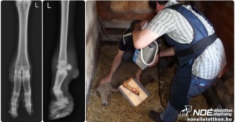 Schafsdurchleuchtung, werde gesund Rozina! 