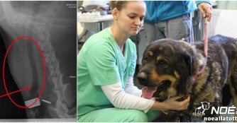 Wir sorgen uns um Rufus!