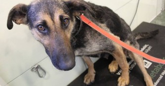 Saj&oacute; Mami musste erneut operiert werden!