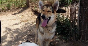 Hund der Woche: Bakancs 