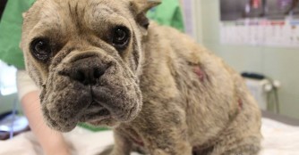 Noch eine Bulldogge aus Abony :(