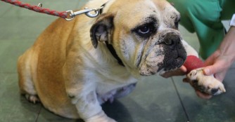 Wir hoffen auf ein Wunder f&uuml;r Bullyh&uuml;ndin Sophia Loren!