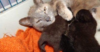 Die Katze der Woche: &Uacute;ril&aacute;ny (zu Deutsch: Ehrendame)