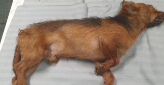 Mischlingsr&uuml;de schwebt in Lebensgefahr