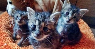 Sie sehen was, was wir nicht sehen