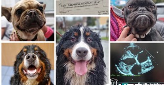 Erster Herzultraschalltermin 2023