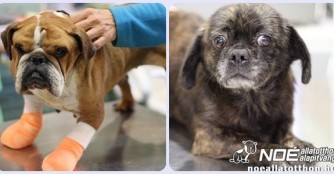 Schon wieder Herzw&uuml;rmer!