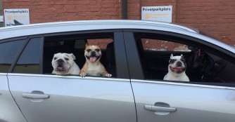 Einladung an unsere Adoptanten