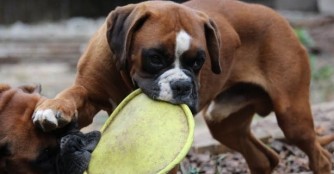 Teddy ist 1 Jahr alt und wartet nun auf seine(n) Menschen!