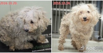 Tejbegr&iacute;z geht es zusehends besser!