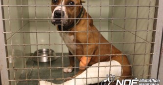 Thysson wurde auch am anderen Knie operiert