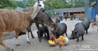 K&uuml;rbisschnitzen nach NOAH Art :)