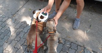 3 Hunde auf dem Weg nach Deutschland