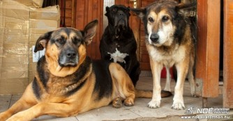 Spendenaufruf f&uuml;r die Sch&uuml;tzlinge des NOAH Tierheim Ungarn!