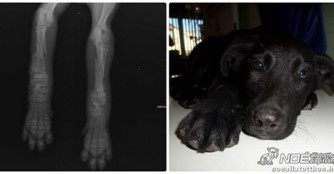 Kleiner T&uuml;cske hat beide Vorderl&auml;ufe gebrochen!