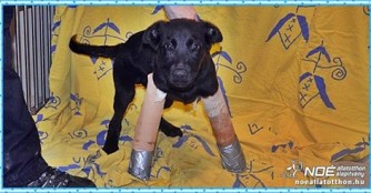 T&uuml;cske wieder auf allen Vieren!