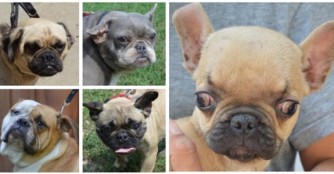 8 Bullymischlinge auf einen Schlag