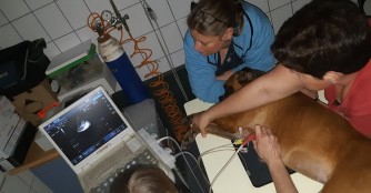 5x Herzultraschall wegen Herzw&uuml;rmern