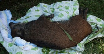 Trauriges Ende des Wildschweinabenteuers