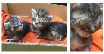 Schwerer Start ins Leben f&uuml;r 3 Waisenk&auml;tzchen