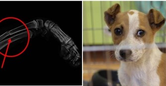 Der kleine V&aacute;s&aacute;r hat ein gebrochenes Beinchen