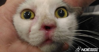 Viking hat schon so viel Leid erlebt :(