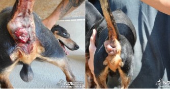 Dackel-Opi Wonder hat einen Tumor am Popo