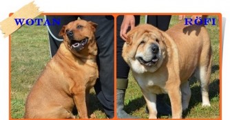 Happy End f&uuml;r Wotan und R&ouml;fi aus Szerg&eacute;ny