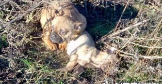 Schon wieder zwei ausgesetzte Bulldoggen in Abony