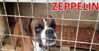 Zeppelin News!