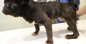 ZiMank&oacute;, das Produkt eines Vermehrers :(