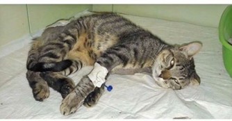 Wieder eine &Uuml;berraschung im Tierheimtor