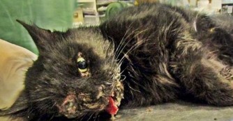 Zsiv&aacute;ny erlitt schwerste Verletzungen durch Autounfall